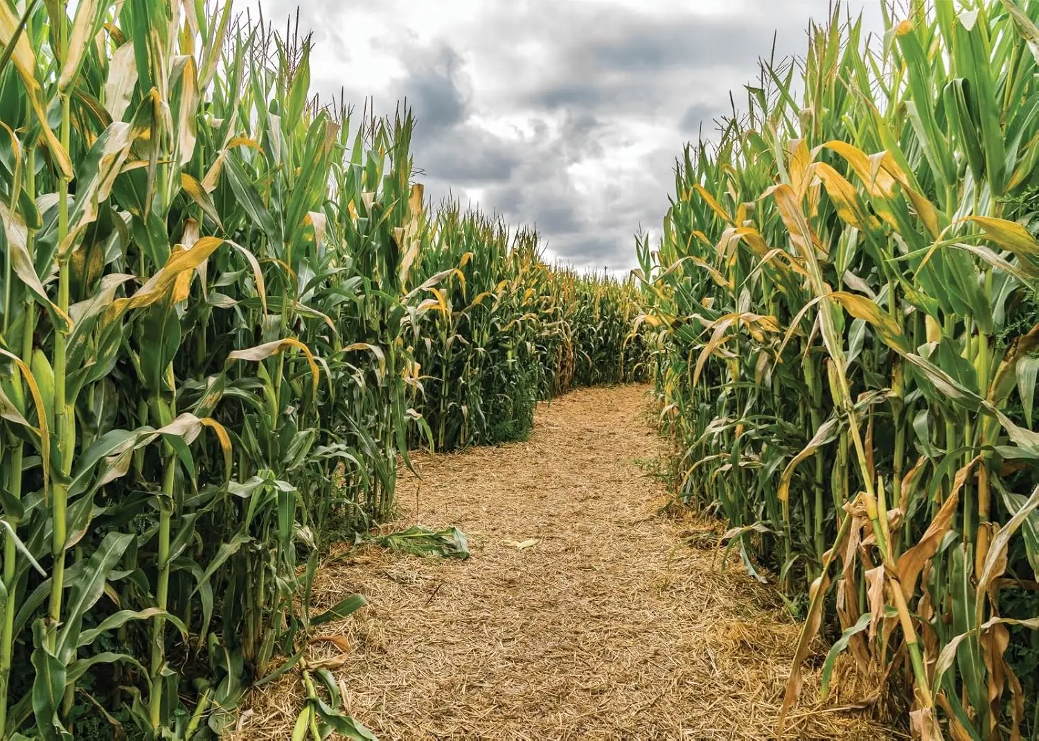 Cornfield Green Corn Field Maz - Agriculture Farming Background 리뷰 및 가격